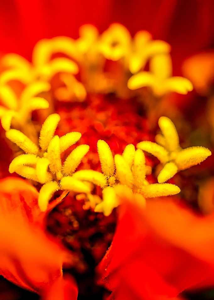 Zinnia Secret Garden