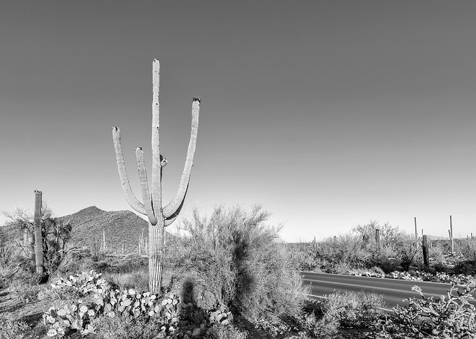 SAGUARO Scenic impression