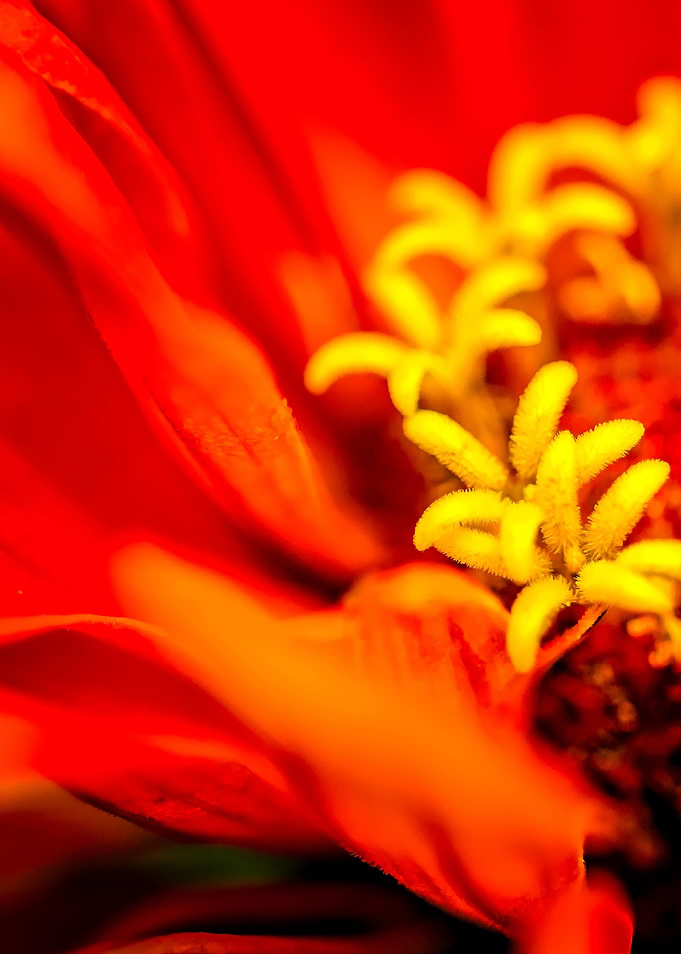 Zinnia Secret Garden Left