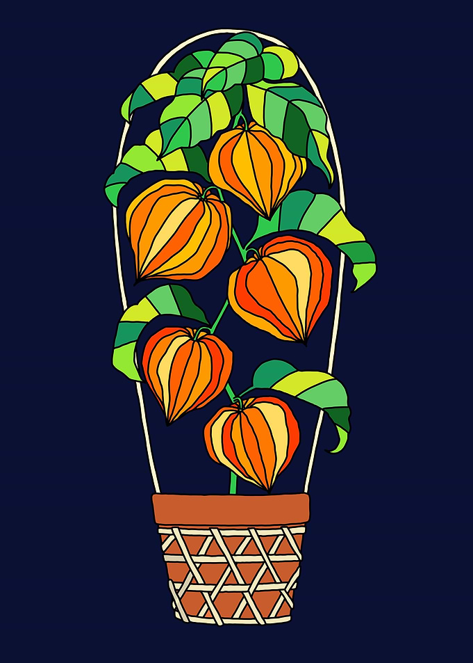 Chinese Lantern Plants