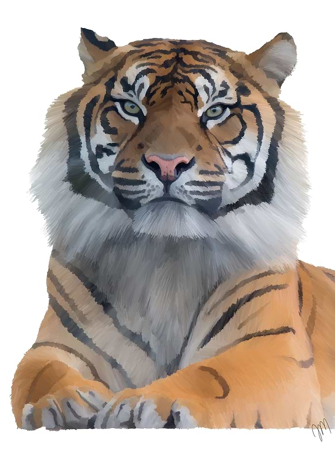 Tiger by Jessica Miranda