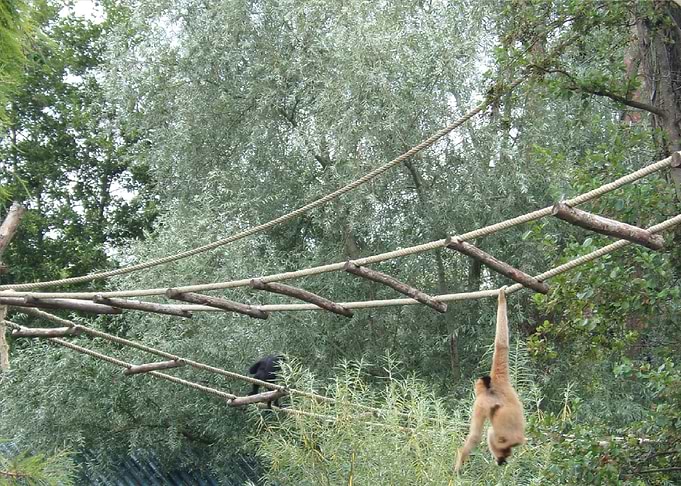 Monkeys