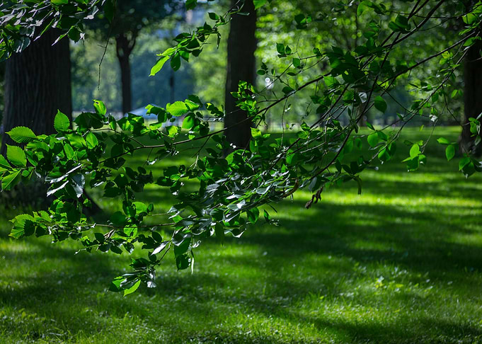 Central Park NYC