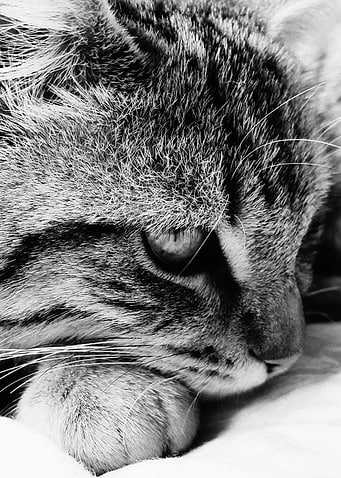 Resting Cat