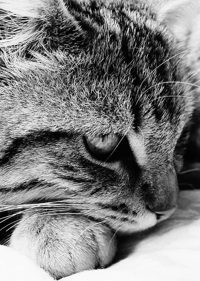 Resting Cat