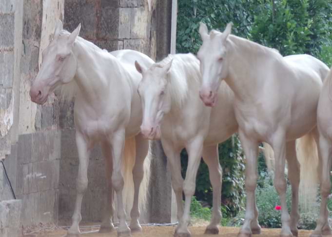 White Horses