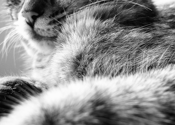 Furry Friend