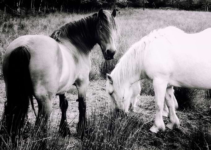 Wild Horse