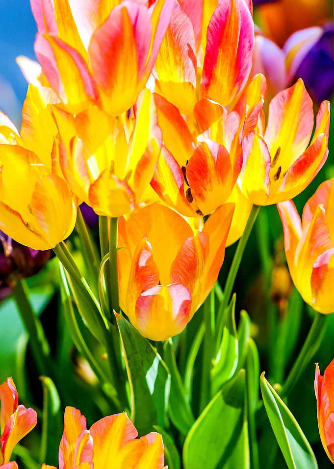 Tulips Color Gala