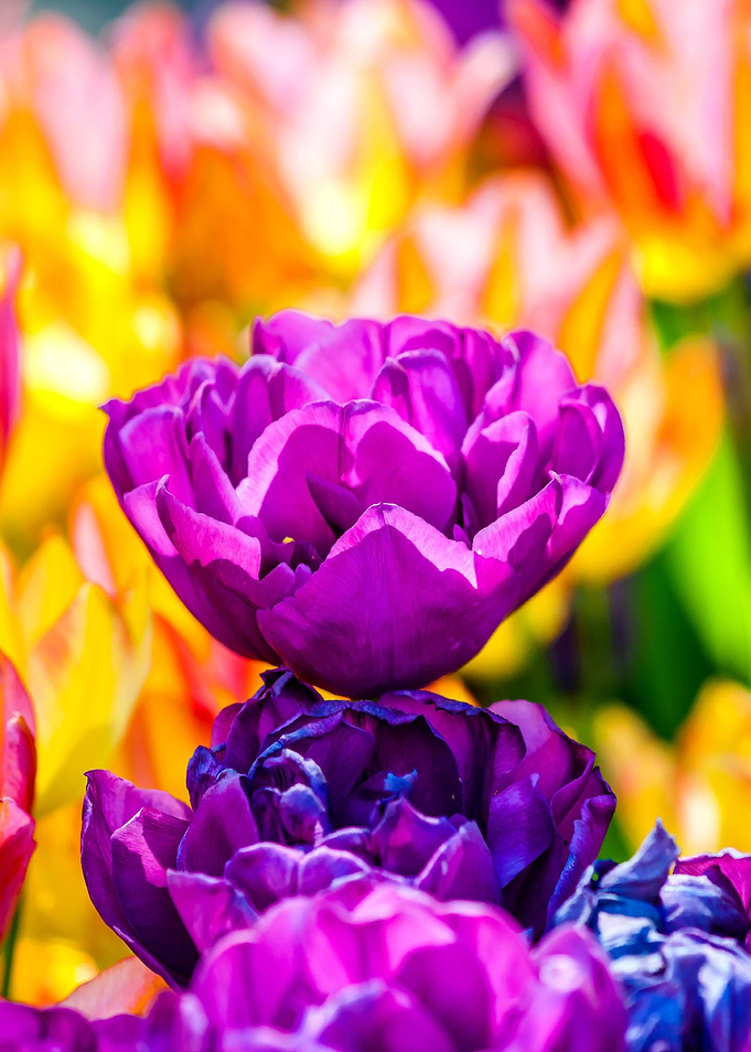 Tulips Color Gala