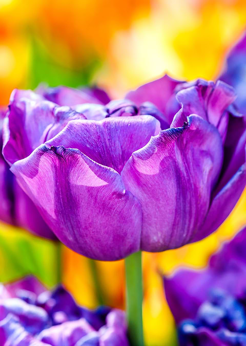 Tulips Color Gala