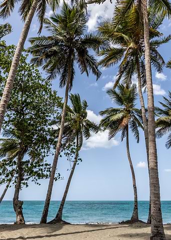 between Palms view
