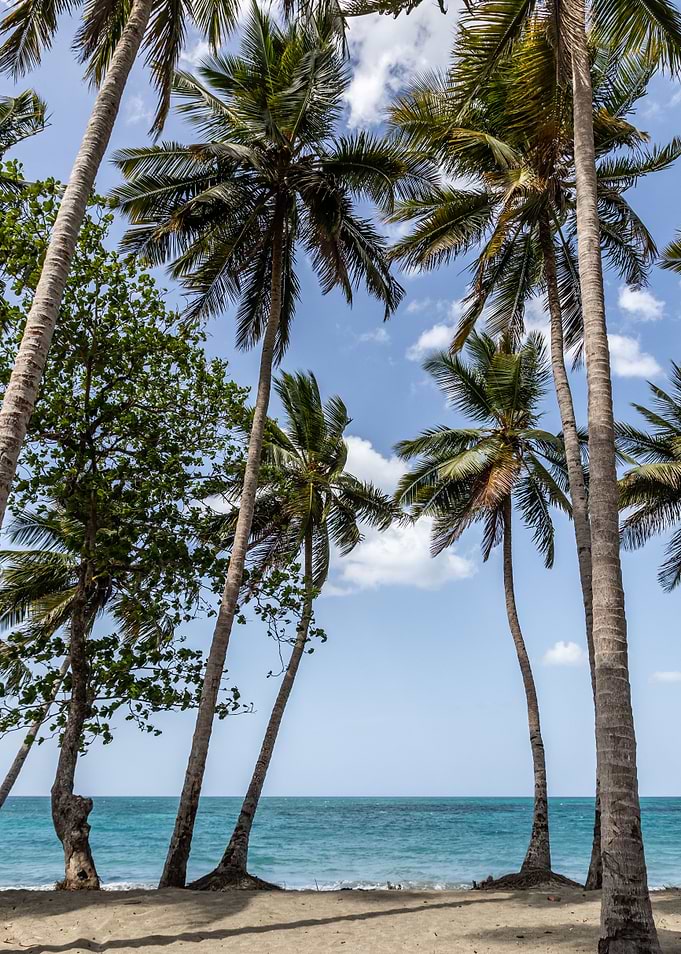 between Palms view