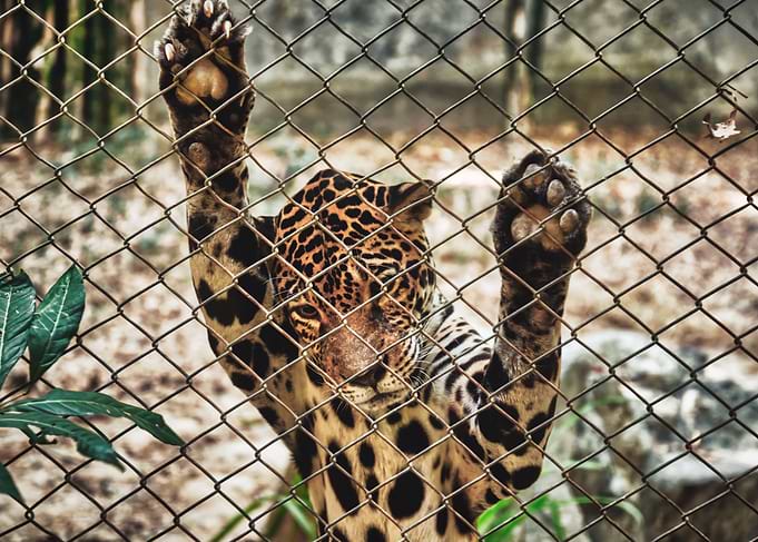 Let me out of here