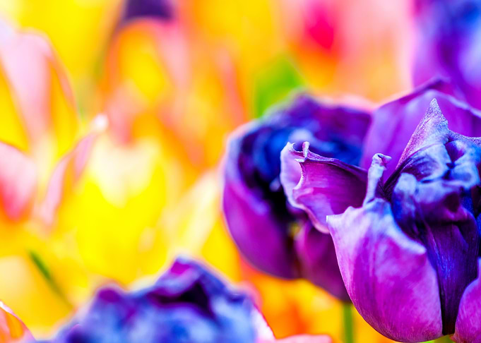 Tulips Color Festival