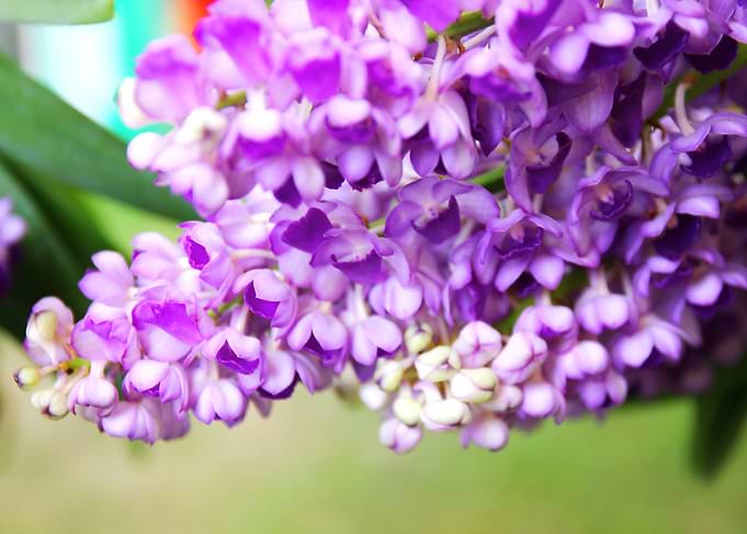 Thailand orchid