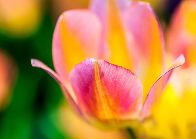 Tulips Color Festival
