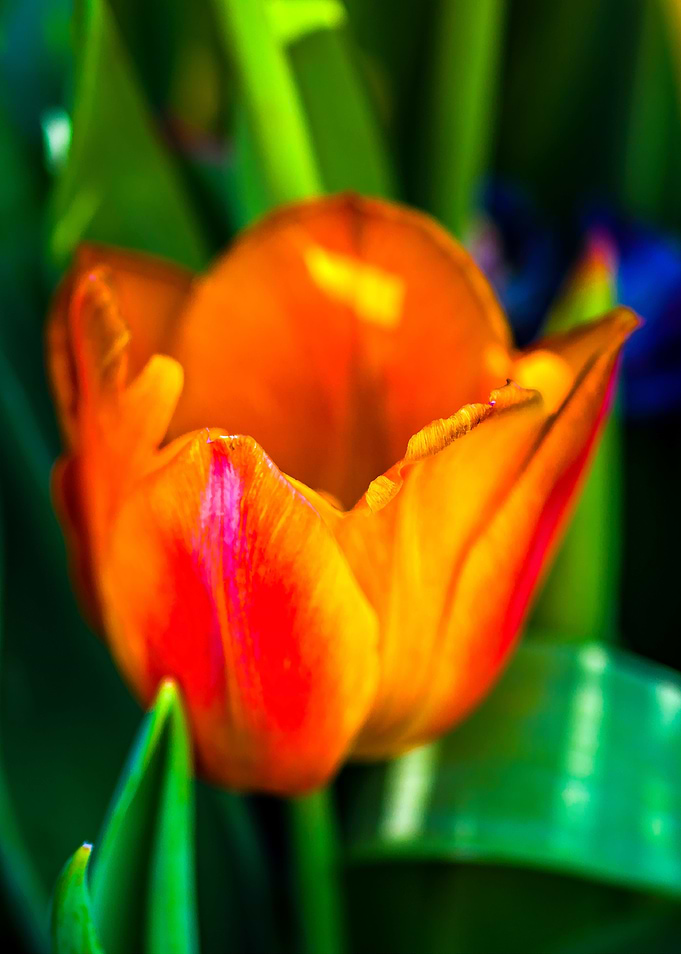 Tulips Color Gala