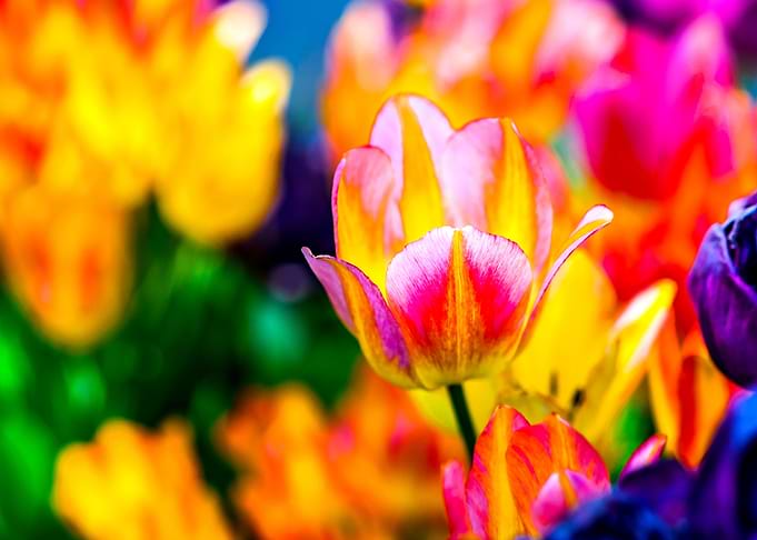 Tulips Color Festival