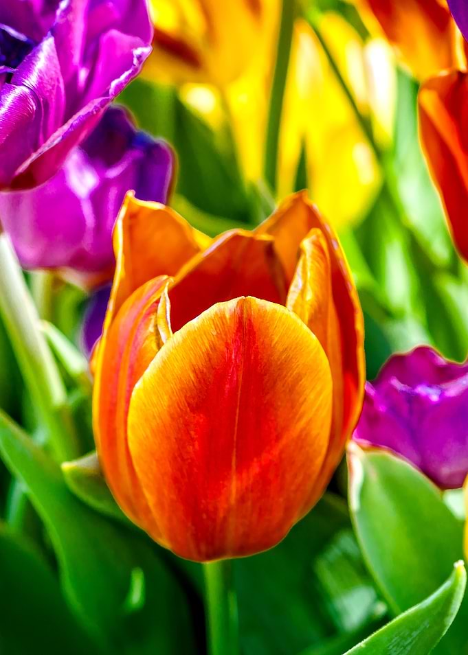 Tulips Color Gala