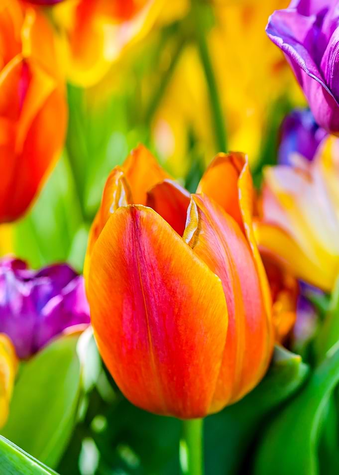 Tulips Color Gala