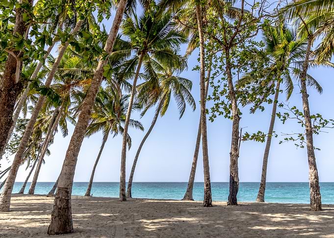 Oceanview between Palms