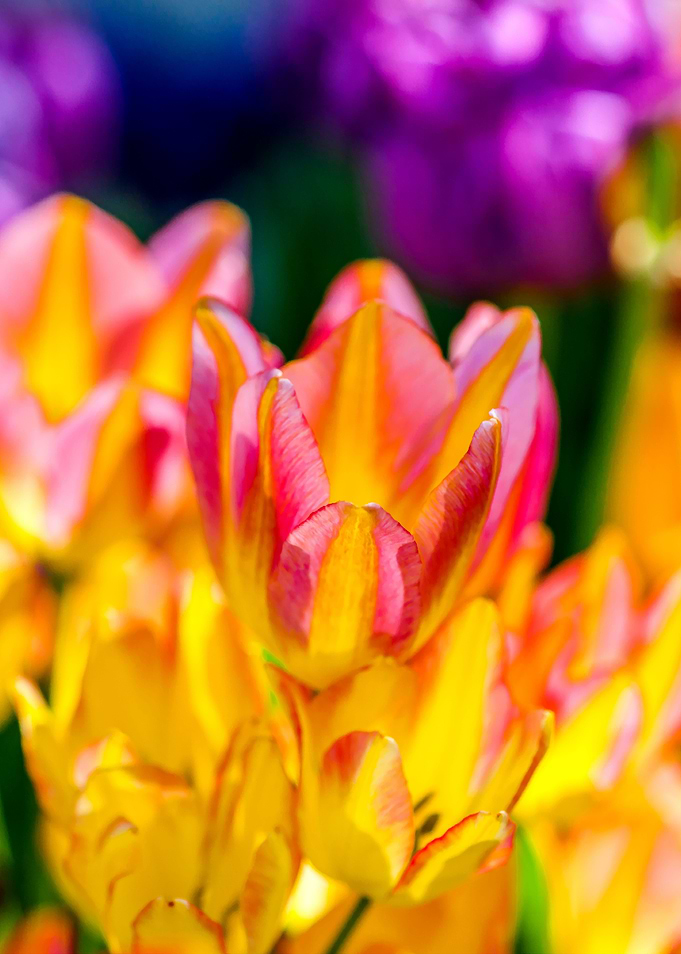 Tulips Color Gala