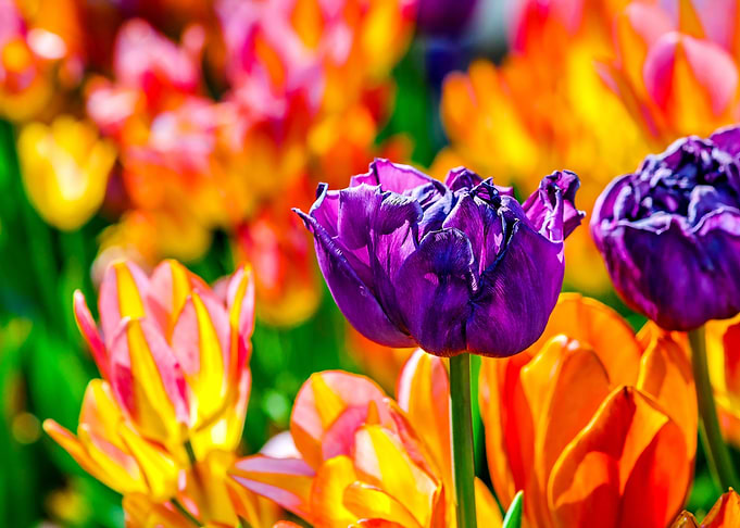 Tulips Color Festival