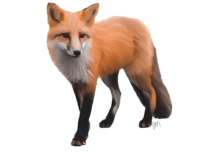 Fox Portrait