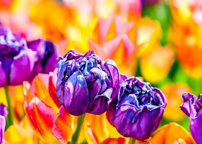 Tulips Color Festival