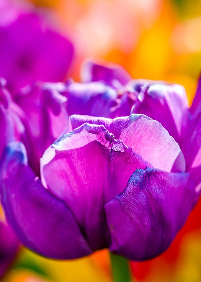 Tulips Color Gala