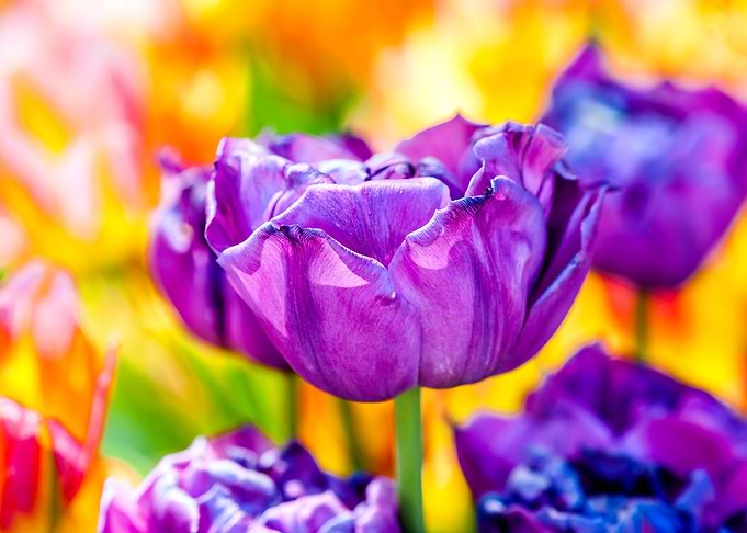 Tulips Color Festival