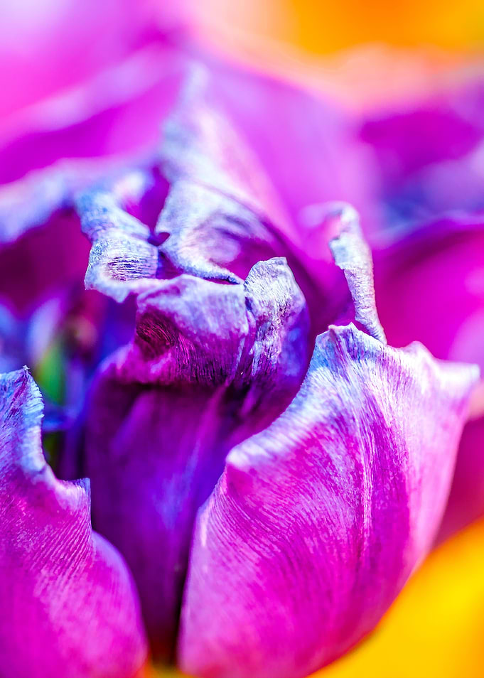 Tulips Color Gala
