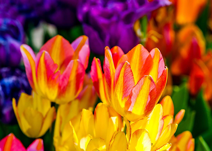 Tulips Color Festival