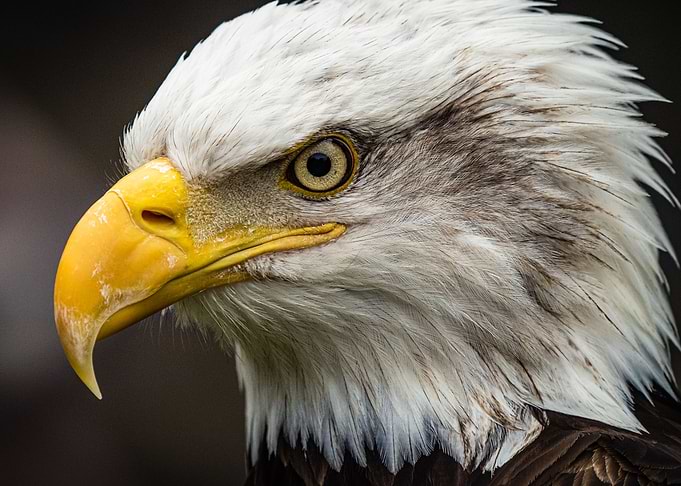 American Bald Eagle (2)