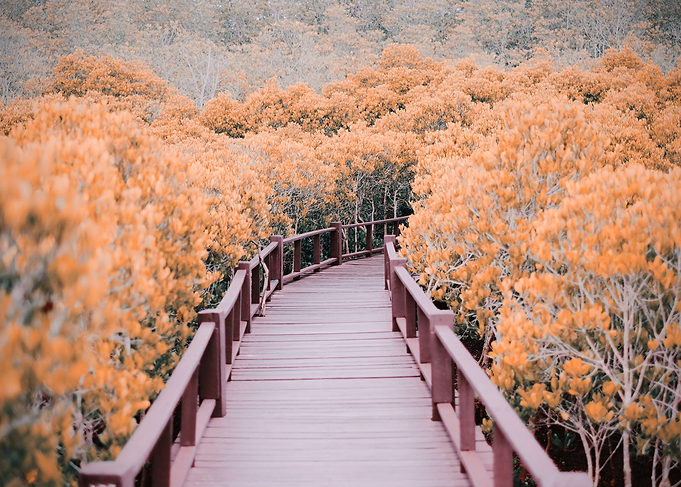 Wooden bridge