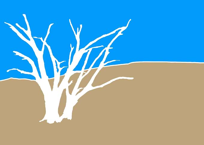 Dead valley tree