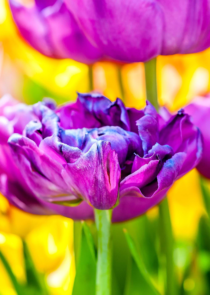 Tulips Color Gala
