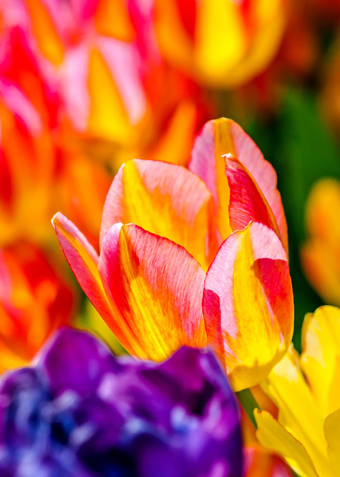 Tulips Color Gala