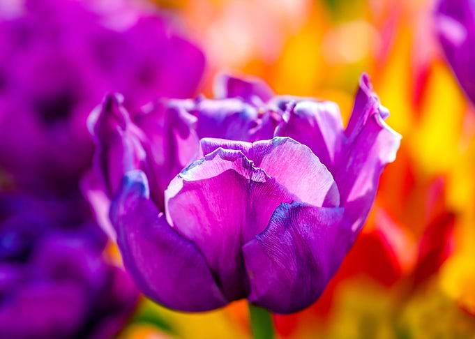 Tulips Color Festival