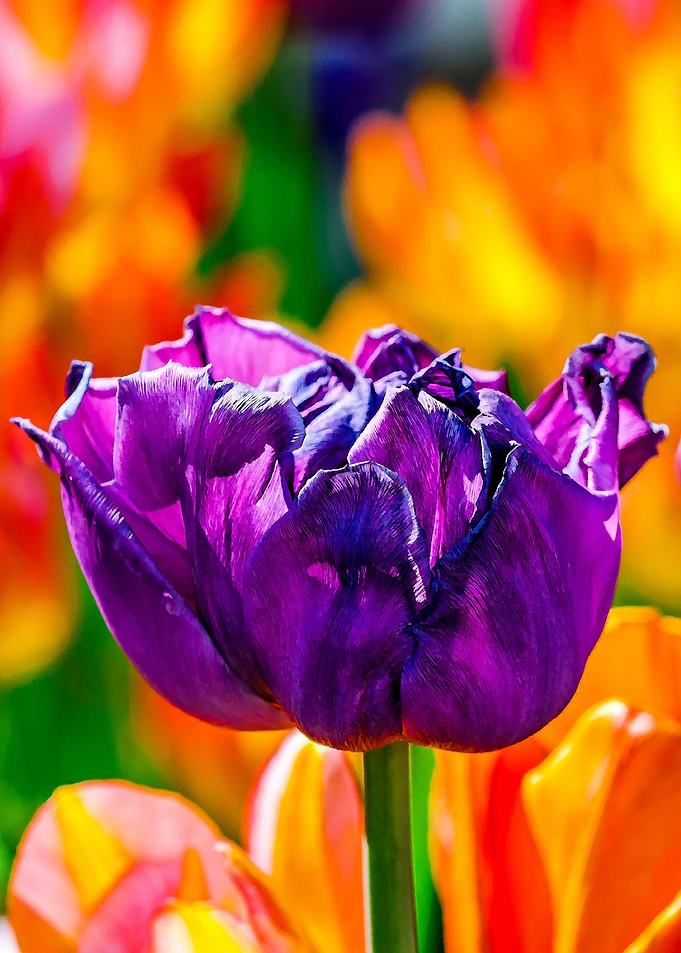 Tulips Color Gala