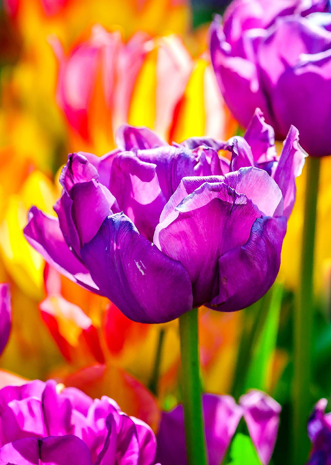 Tulips Color Gala