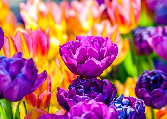 Tulips Color Festival