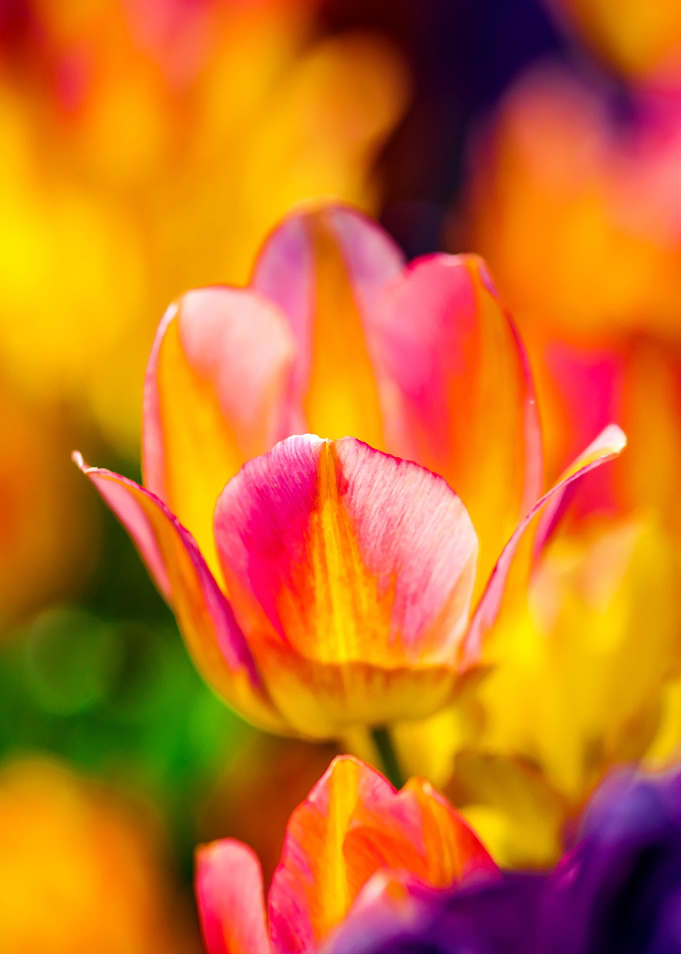 Tulips Color Gala
