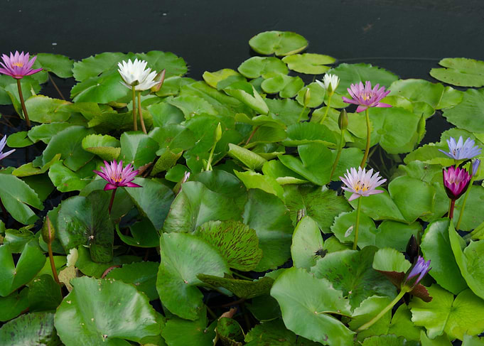 lotus