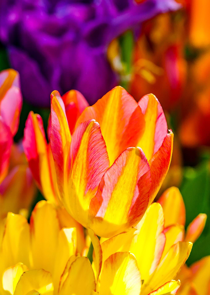 Tulips Color Gala
