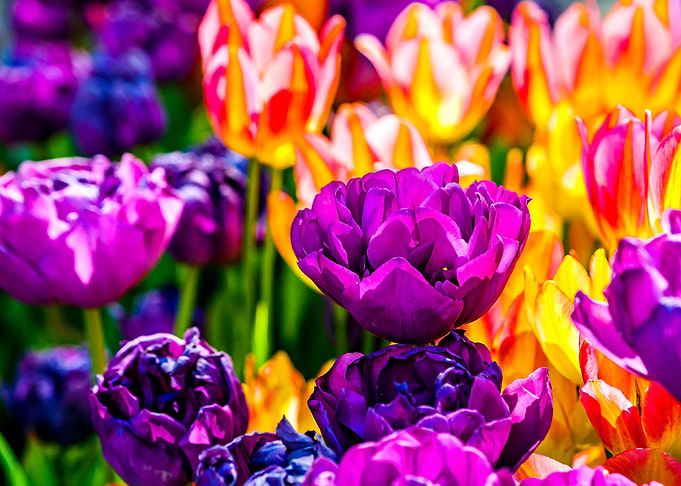 Tulips Color Festival