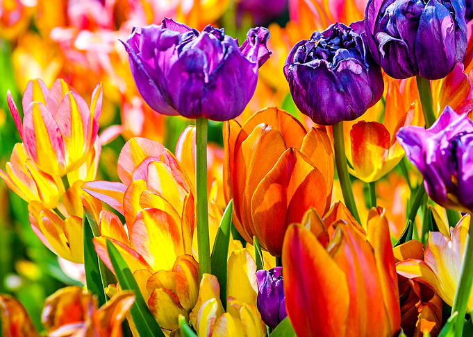 Tulips Color Festival