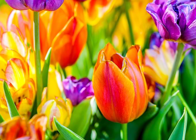 Tulips Color Festival