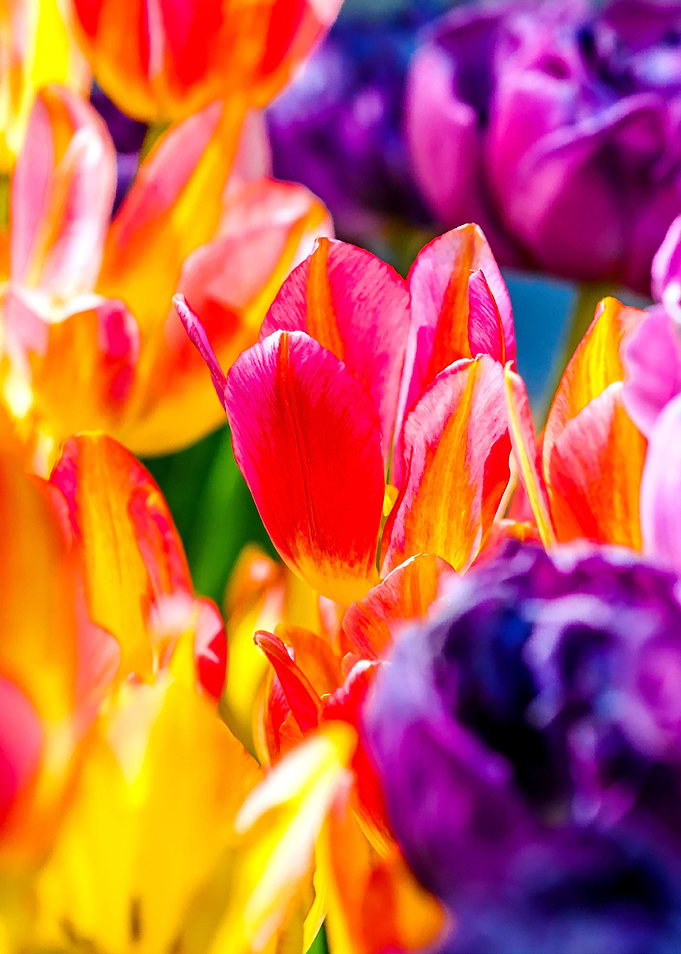 Tulips Color Gala